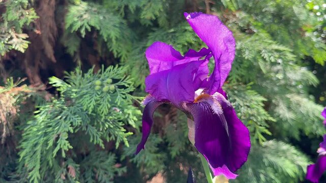 Purple iris flower.
