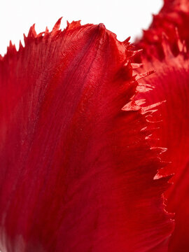 Abstract macro view of red tulip petals with detailed texture and soft lighting. Elegant floral background with vibrant romantic aesthetic.