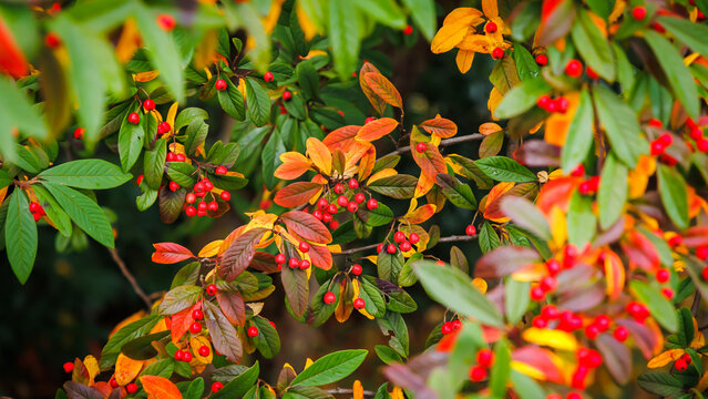 Colorful leaves and berries on bushes show changes in autumn in a garden during the afternoon in a suburban area