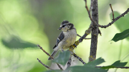 Blue tit perched on tree branch in natural forest © János István Lukács
