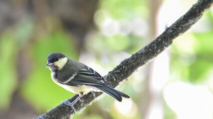 Blue tit perched on tree branch in natural forest © János István Lukács