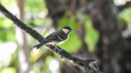 Blue tit perched on tree branch in natural forest © János István Lukács