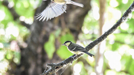 Blue tit perched on tree branch in natural forest © János István Lukács