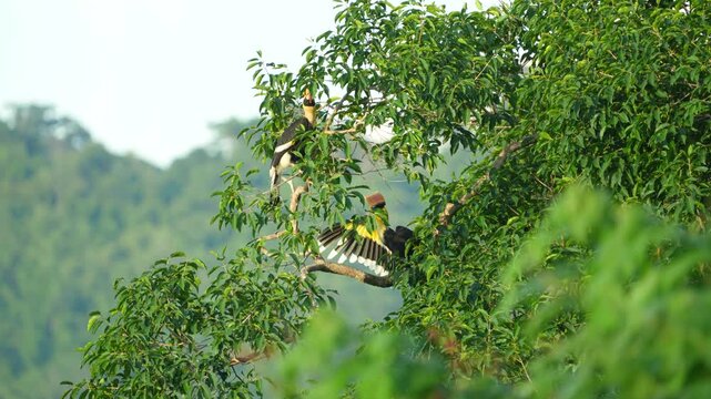 Great Hornbill bird on a branch Bird watching in natural habitats in the forest.