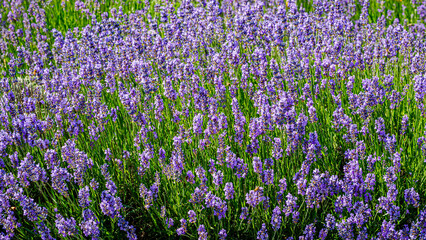 Obraz premium Lavender plants bloom in a green field under sunlight in summer during the day