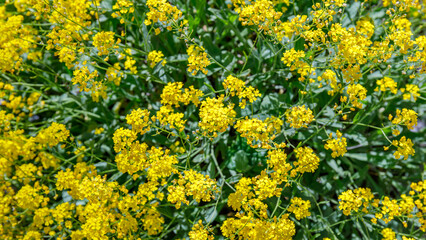 Obraz premium Bright yellow flowers bloom in a garden setting during daylight hours in a natural landscape
