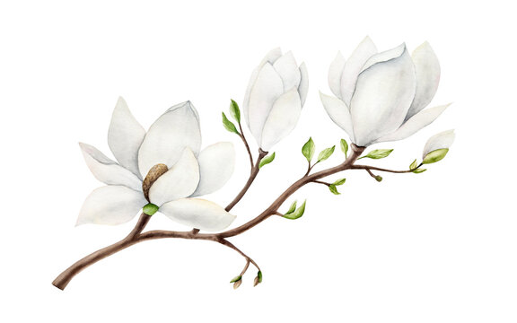 Magnolia branch with white flowers. Watercolor hand drawn spring lush blossom with green buds on a tree illustration isolated on background, transparent png. Botanical and wedding clip art. For