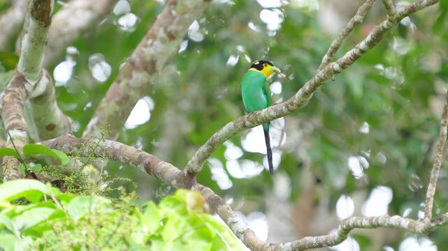 Long-tailed Broadbill ( Psarisomus dalhousiae) bird is carrying a leaf to build its nest.