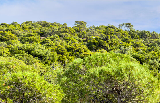 Dense green pine forest covering a sunny hillside in Vouliagmeni, Attica, Greece. Blue sky