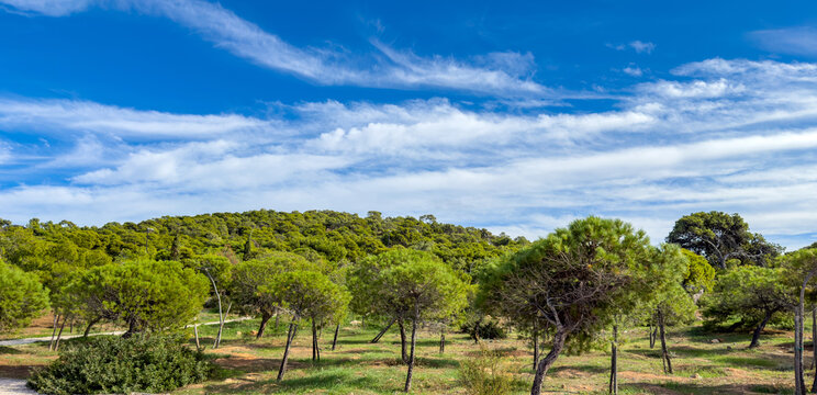 Pine forest landscape under bright blue sky in Vouliagmeni Municipal Unit, Attica Greece