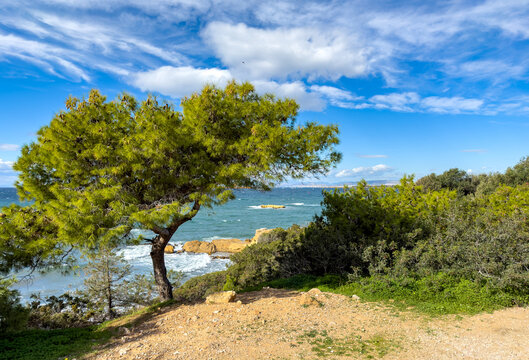 Pine tree and coastal view from Kavouri, Vouliagmeni to Glyfada on the Athens Riviera, Greece. Blue sea and sky