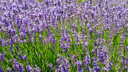 Obraz premium Purple lavender plants grow in a sunny field during summer, showing vibrant colors and natural beauty without any people