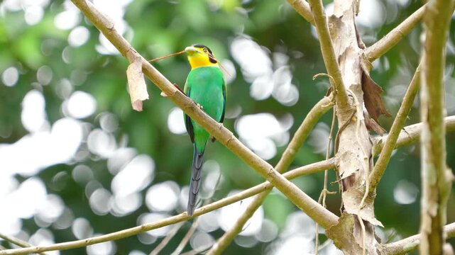 Long-tailed Broadbill ( Psarisomus dalhousiae) bird is carrying a leaf to build its nest.
