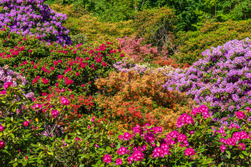 Obraz premium Vibrant flowers in a garden during springtime in a botanical area with many colors and varieties