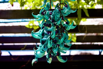 Close-up of rare green-blue Jade Vine flower cascade outdoors © IM19