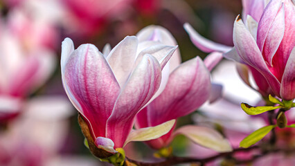 Obraz premium Bright pink magnolia flowers bloom in spring sunlight near a garden path surrounded by greenery in a city park setting