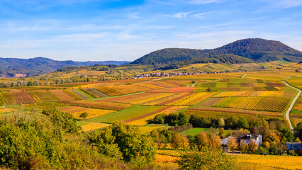 Fototapeta premium Autumn landscape of vineyards and rolling hills in a rural area with clear skies and mountains in the background