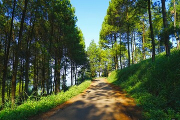 Fototapeta premium Sunny Asphalt Road Through Pine Forest With Blue Sky and Shadows