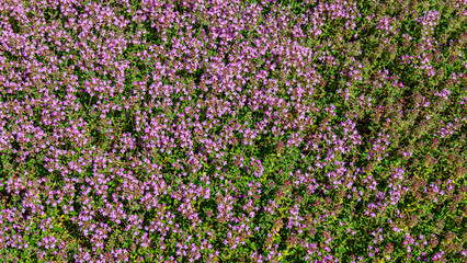 Fototapeta premium Field of small pink flowers fills the ground in a sunny location during the day