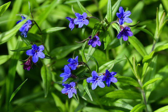 Purplish‑blue gromwell (Buglossoides purpurocaerulea) in spring sunlight, Potsdam, Germany