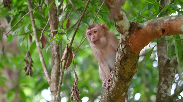 Monkey on the trees in the national park.