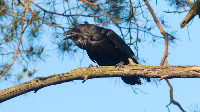 black vulture perched on a branch