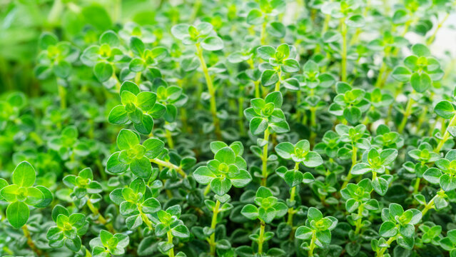 Growing thyme in a garden setting during the daytime near other herbs and plants