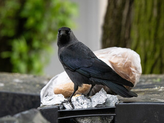 Obraz premium Western jackdaw standing on rubbish bin looking at camera.