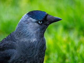 Obraz premium Western jackdaw close up portrait profile with green background.