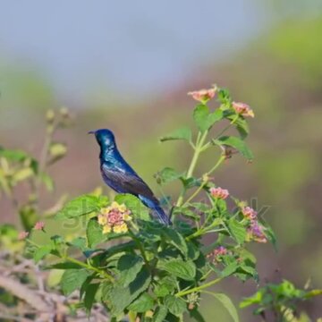 Purple Sunbird Gathering Nectar from Blossom in Vibrant Outdoor Wildlife Scene Vector Illustration