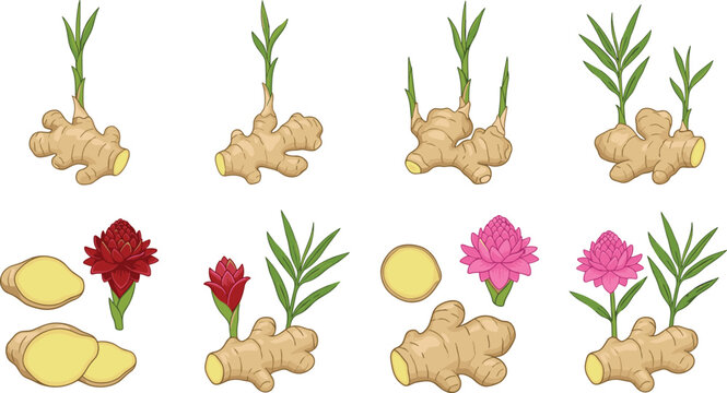 Ginger Root and Tropical Flower Vector Illustration Set with Slices Sprouts and Blooming Plants