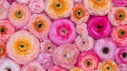 Fototapeta premium Flowers in various colors fill the space with shapes and sizes on a surface during daylight hours