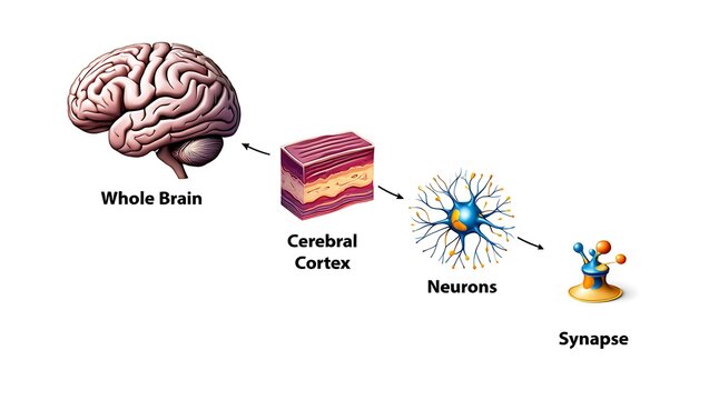 **3D Render of Human Brain Glowing with Active Neural Networks**