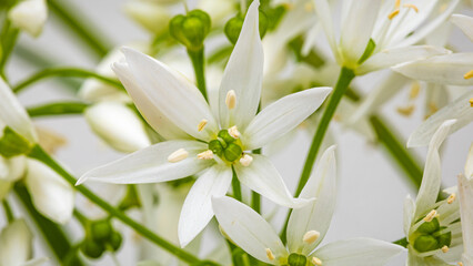 Fototapeta premium White flowers bloom in a close view showing details of petals and green centers during spring season