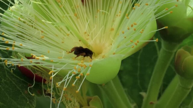 Native stingless bees pollinating a pequi flower (Caryocar brasiliense)