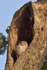 Fototapeta premium Small Camouflaged Scops Owl Sleeping inside Tree Trunk Nest