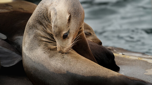 Wild California Sea Lion Grooming in Cabo San Lucas Harbor