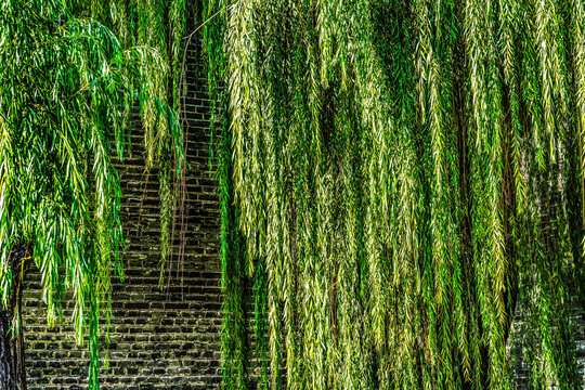 Green Willows Shadows Ancient City Wall Park Beijing China