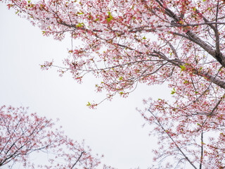 Fototapeta premium Pink Cherry Blossom Branches Against Pale Sky