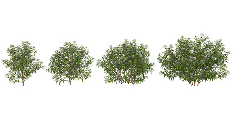 Naklejka na ściany i meble 3d illustration of olearia plants on transparent background [Recovered]