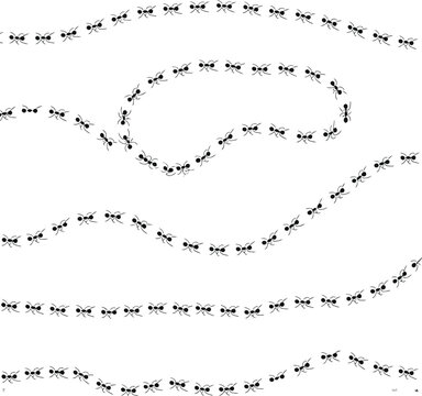 Ants trail line of working ants on white background vector illustration. A line of worker ants marching in search of food. Worker incects marching in a line. Ants road