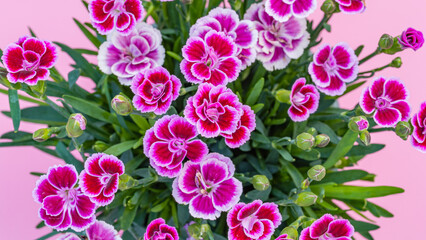 Fototapeta premium Colorful flowers in a green plant against a light pink background creating a bright and lively display