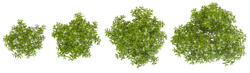 Obraz premium 3d illustration of olearia plants on transparent background from the top view