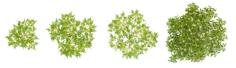 Obraz premium 3d illustration of Paeonia,olearia plants on transparent background from the top view