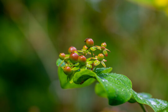 Hypericum androsaemum tutsan bright yellow flowers in bloom, ornamental flowering petal garden plant