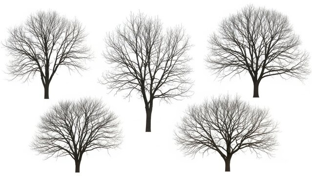Five leafless trees in a row