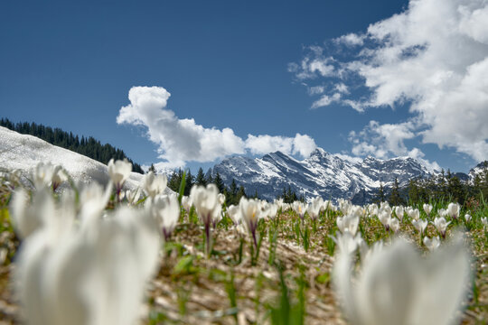 Spring in the UNESCO Jungfrau region Switzerland, with wildflowers and snowcapped mountains on the trail wengeralp to Kleine Scheidegg. 