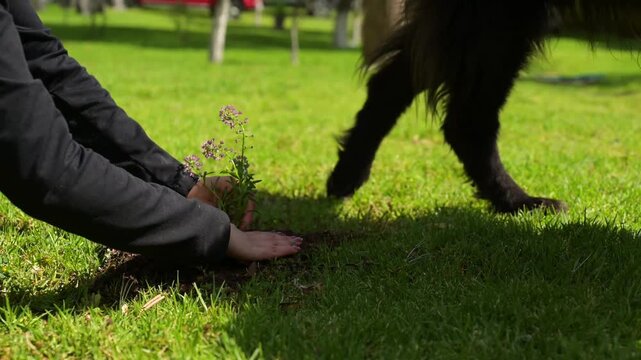 4k video of a woman planting a small purple flower on the floor while her black dog keeps her company in the garden
