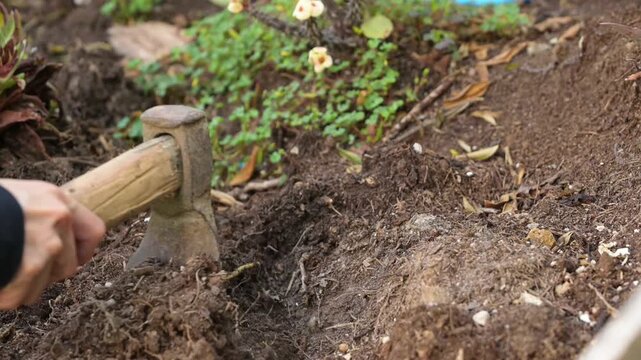 4k video of a woman digging with a hoe to plant a succulent plant
