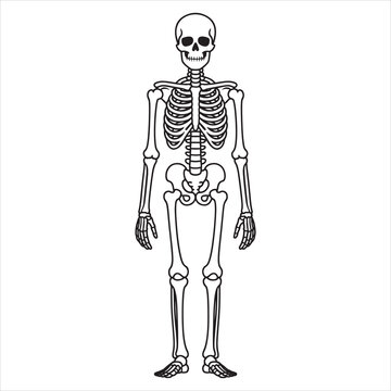 Anatomical diagram of a human skeleton structure